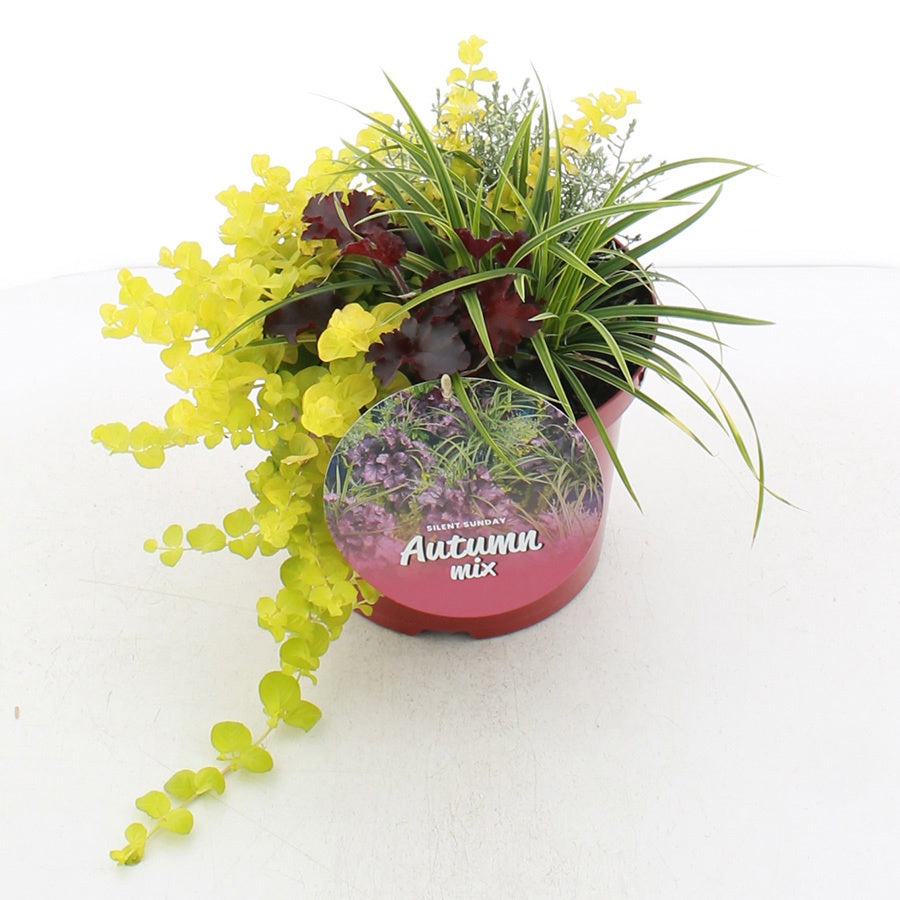 Shrubs mix 35cm 23cm Pot