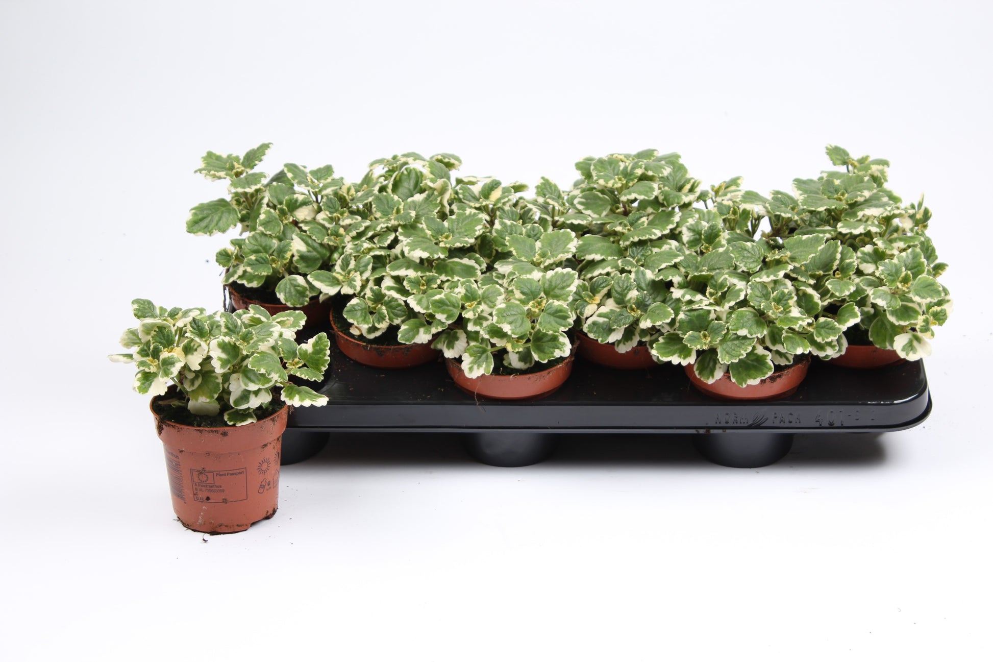 Plectranthus 20cm 13cm Pot