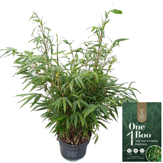 Fargesia robusta Pingwu 100cm 23cm Pot
