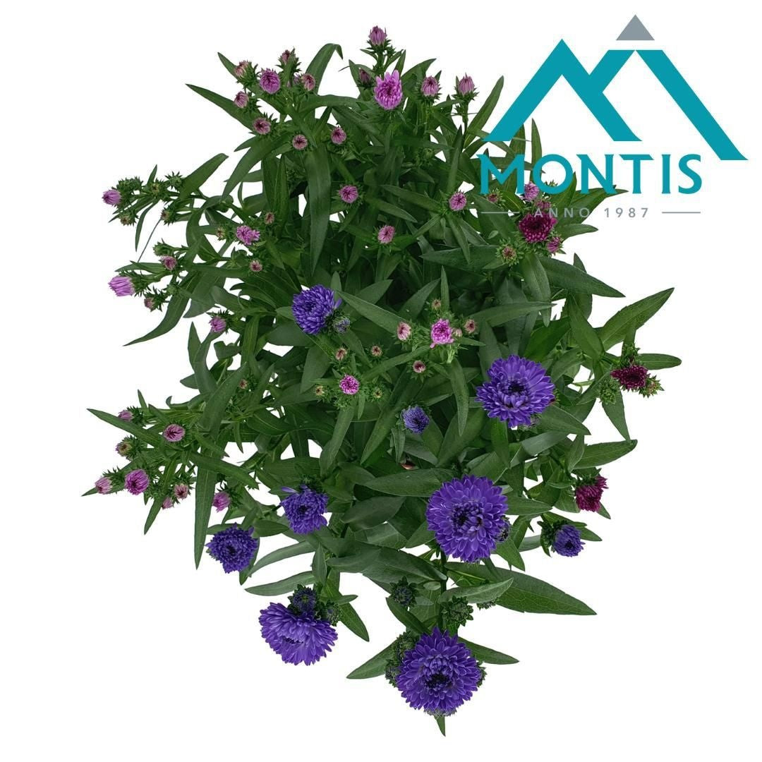 Aster nb. Showmaker trio 30cm 14cm Pot