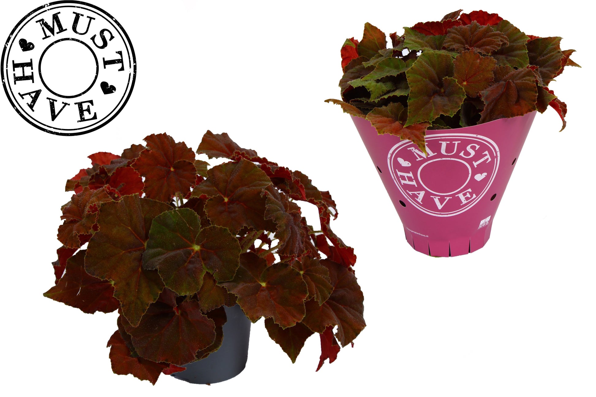 Begonia Beleaf Amber Love 25cm 13cm Pot