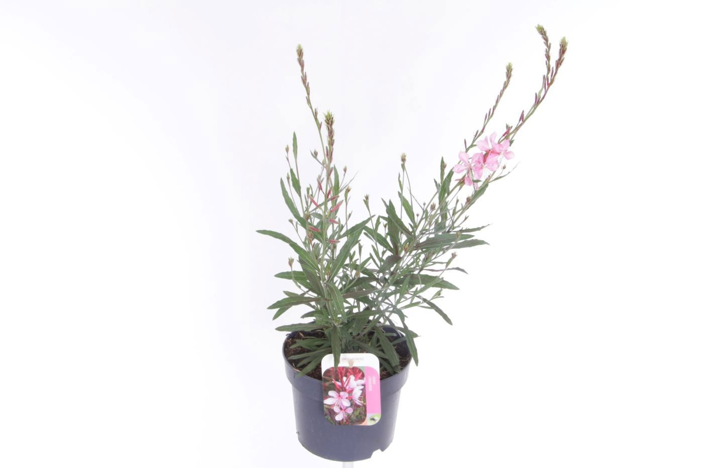 Gaura lind. Geyser Pink 55cm 17cm Pot