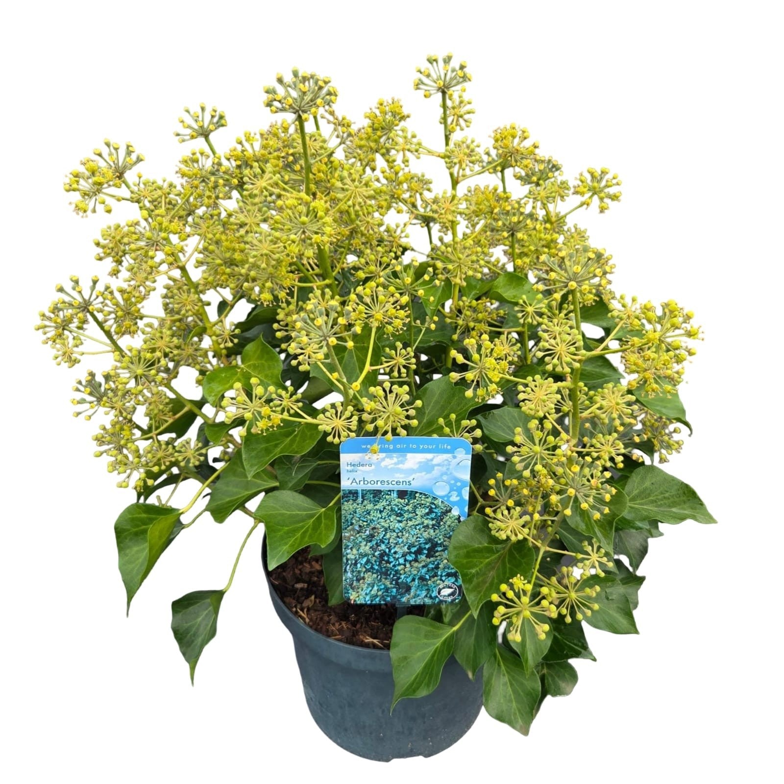 Hedera helix Arborescens 26cm Pot