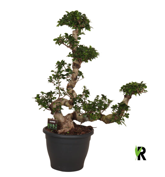 Ficus Ginseng 100cm 34cm Pot