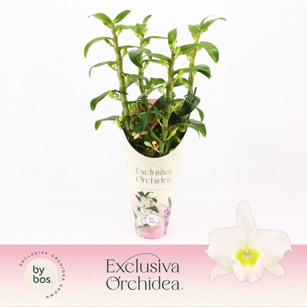 Dendrobium Apollon potcover 50cm 12cm Pot