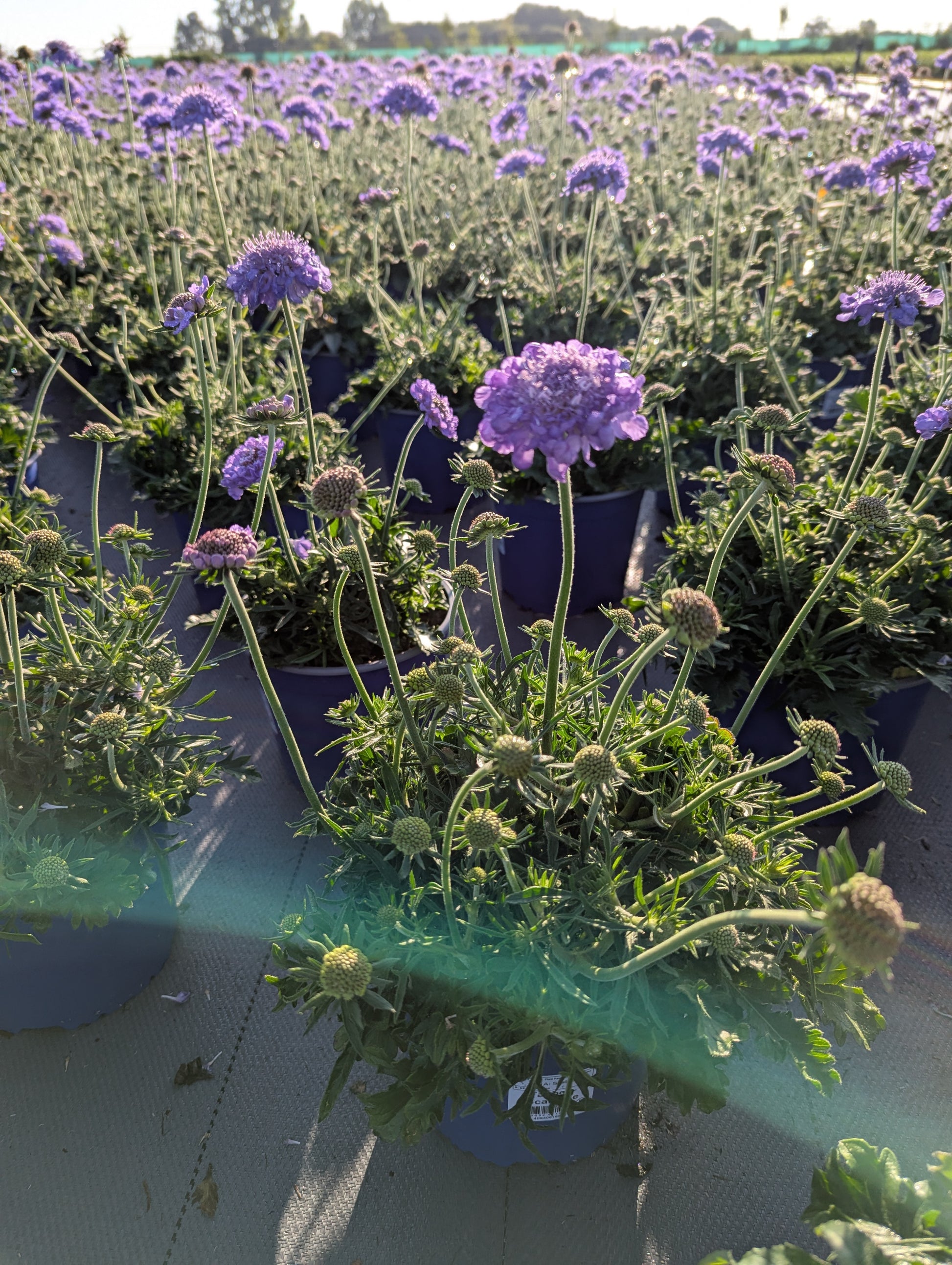 Scabiosa columbaria 45cm 17cm Pot