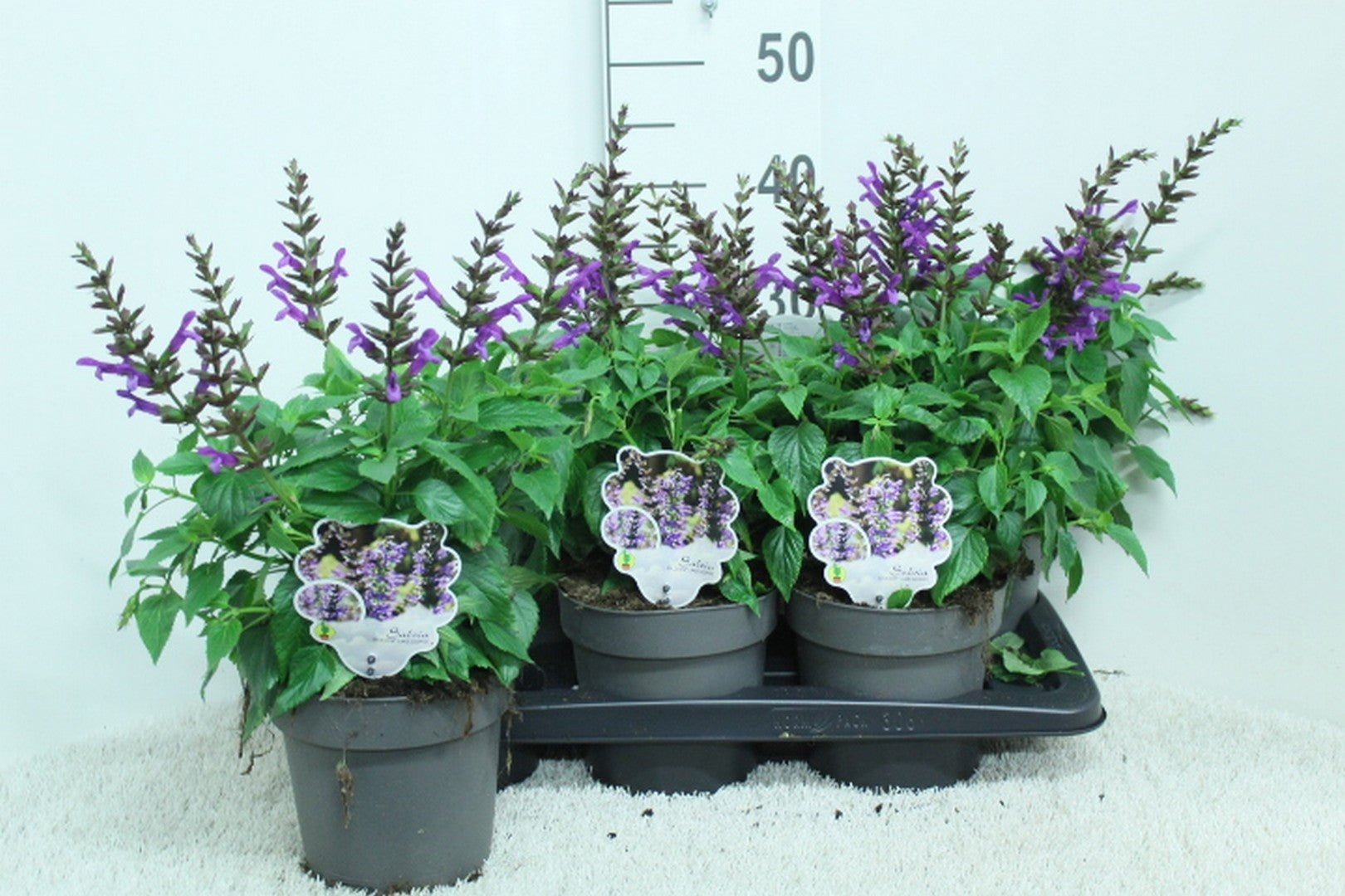 Salvia Salgoon Lake George 45cm 17cm Pot