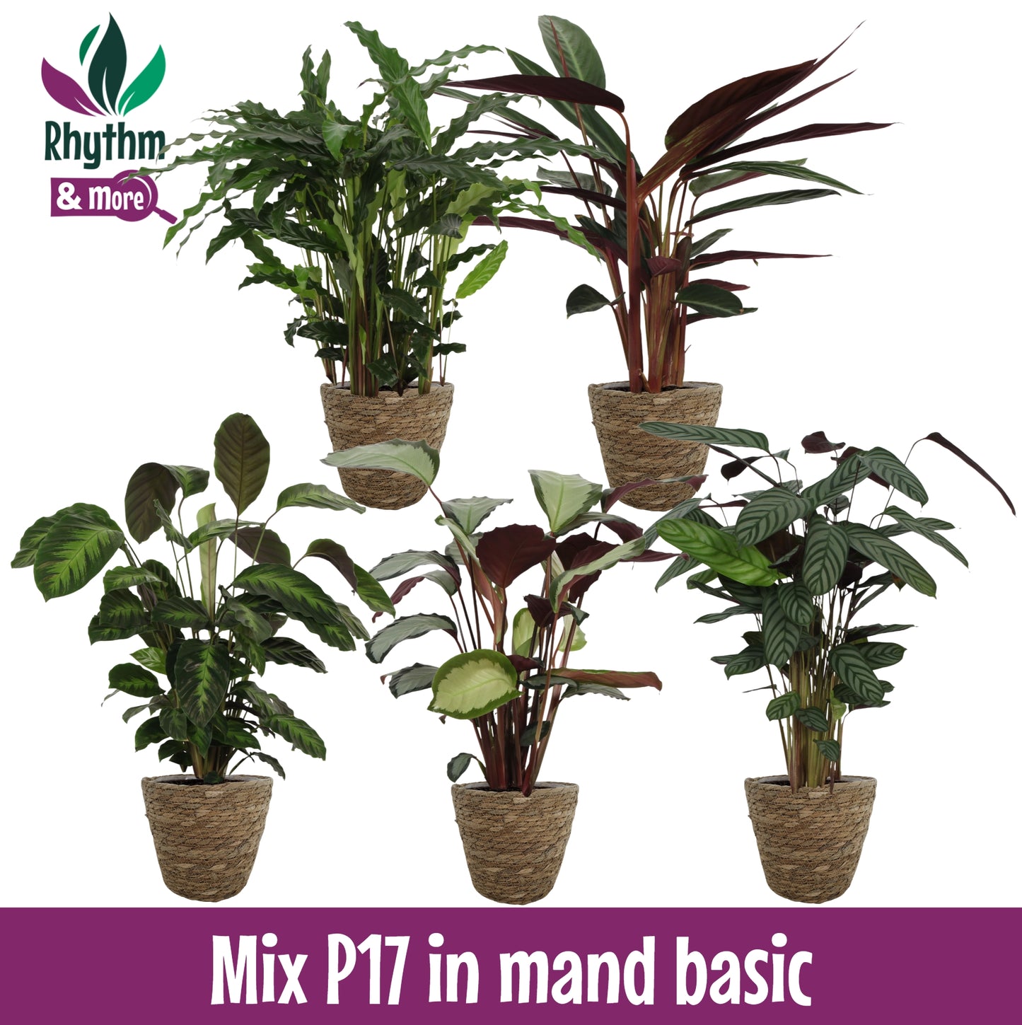 Calathea in willow baskets 60cm 17cm Pot