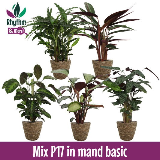 Calathea in willow baskets 60cm 17cm Pot