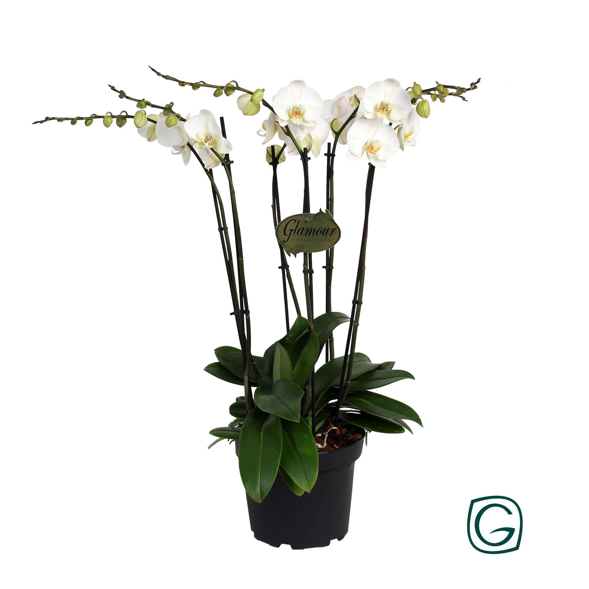 Phalaenopsis white 65cm 23cm Pot