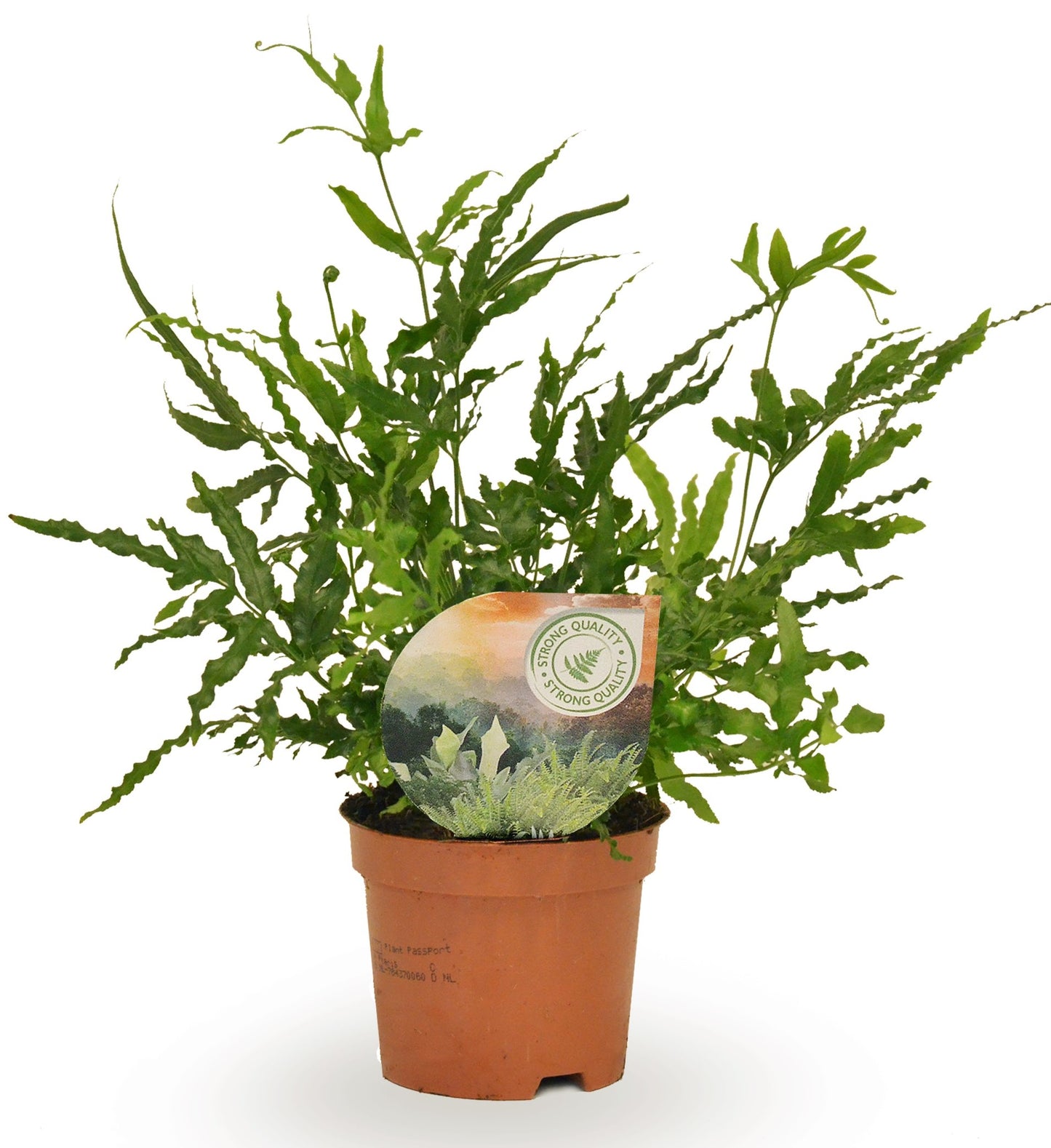 Pteris ensiformis 15cm 9cm Pot