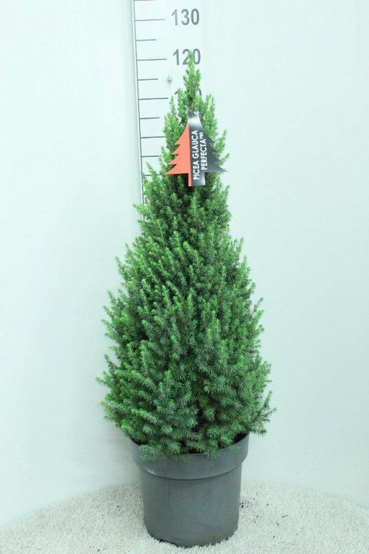 Picea glauca Perfecta 115cm 32cm Pot