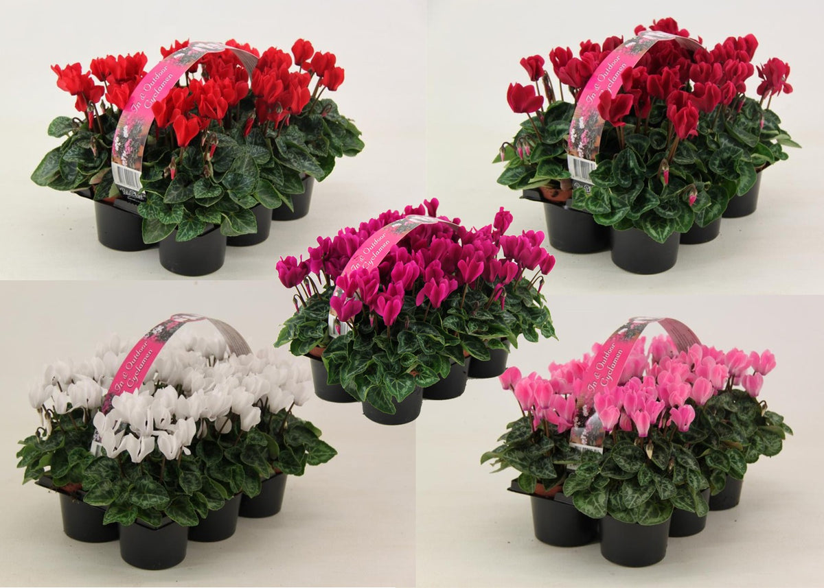 CYCLAMEN MIX 15cm 9cm Pot