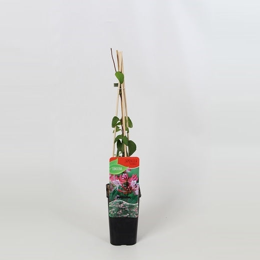 Lonicera Red World 60cm 14cm Pot