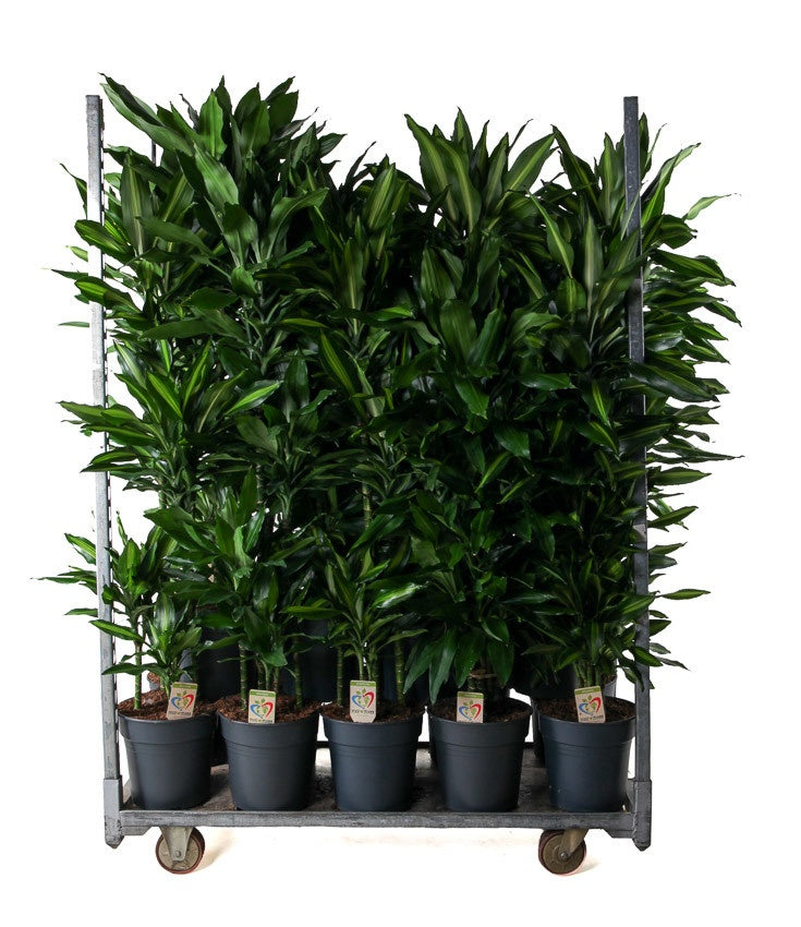 Foliage houseplants mix 140cm 27cm Pot