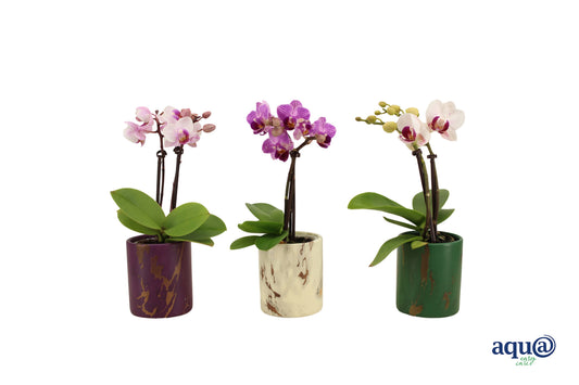 Phalaenopsis hybrid 17cm 6cm Pot