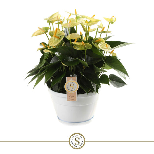 Anthurium Yellow Champion 45cm 20cm Pot