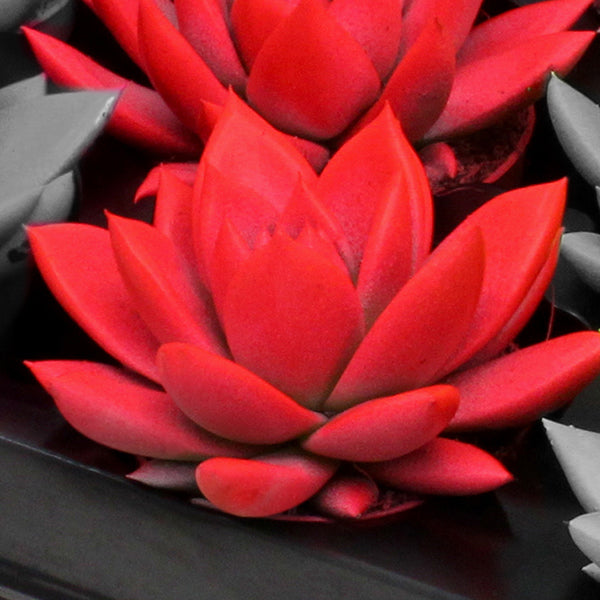 Echeveria Miranda 8cm 6cm Pot