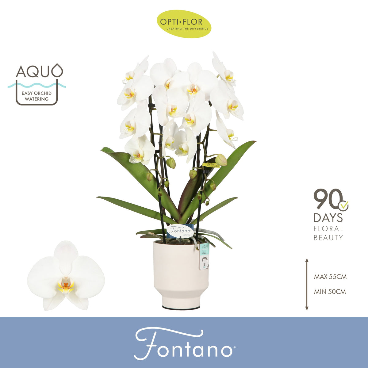 Phalaenopsis white 60cm 12cm Pot