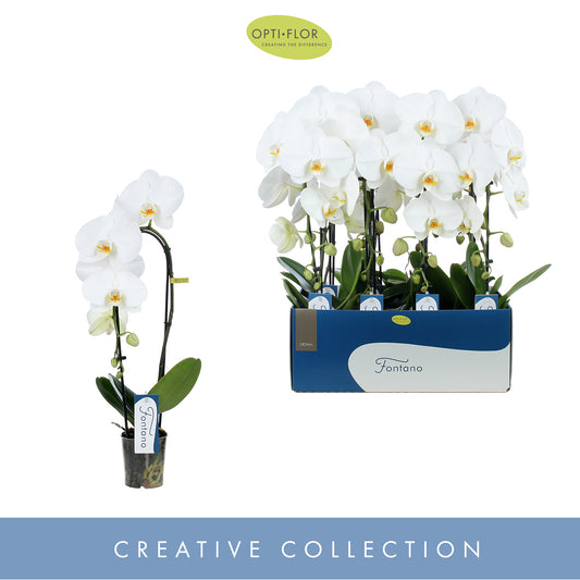 Phalaenopsis Fontano Crown 50cm 9cm Pot