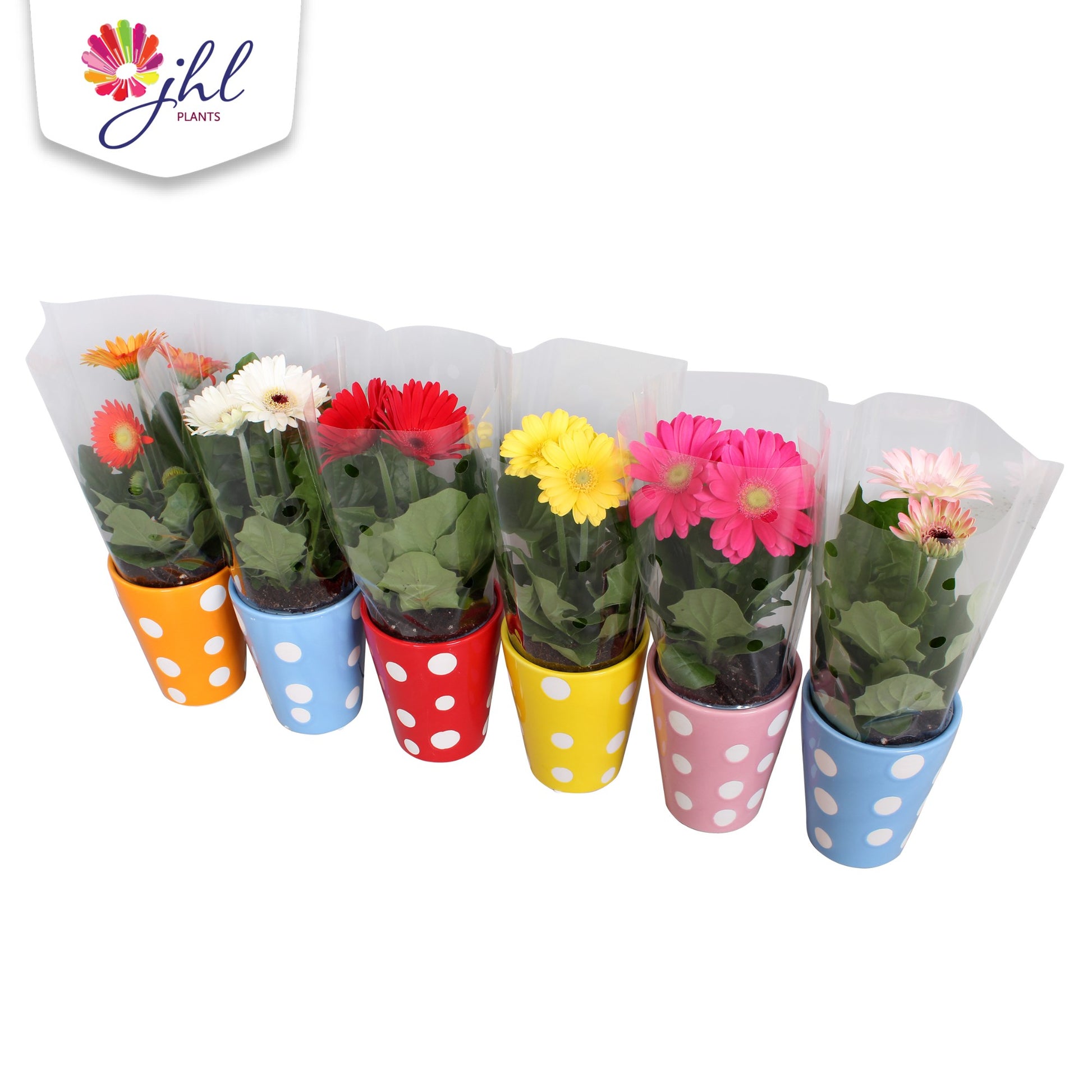 Gerbera Colourgame mix 25cm 10cm Pot