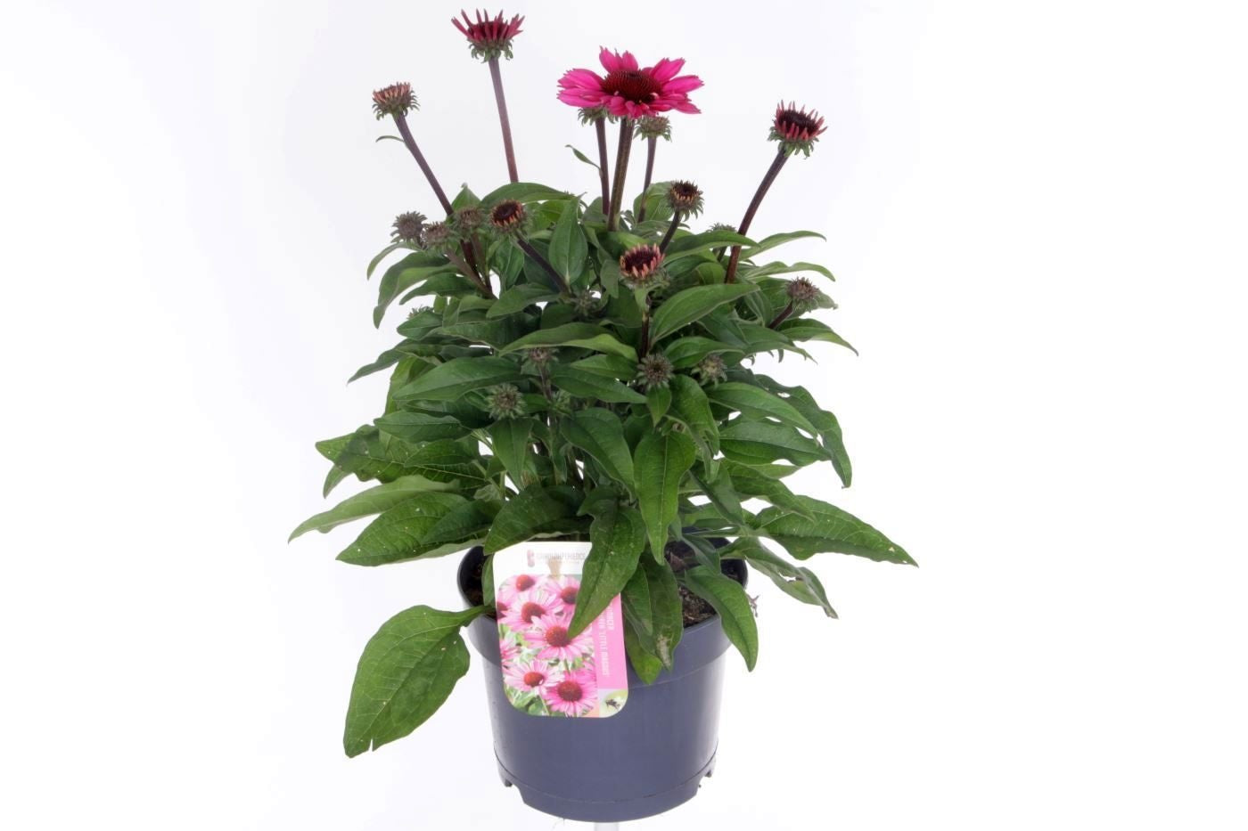Echinacea purpurea 45cm 17cm Pot