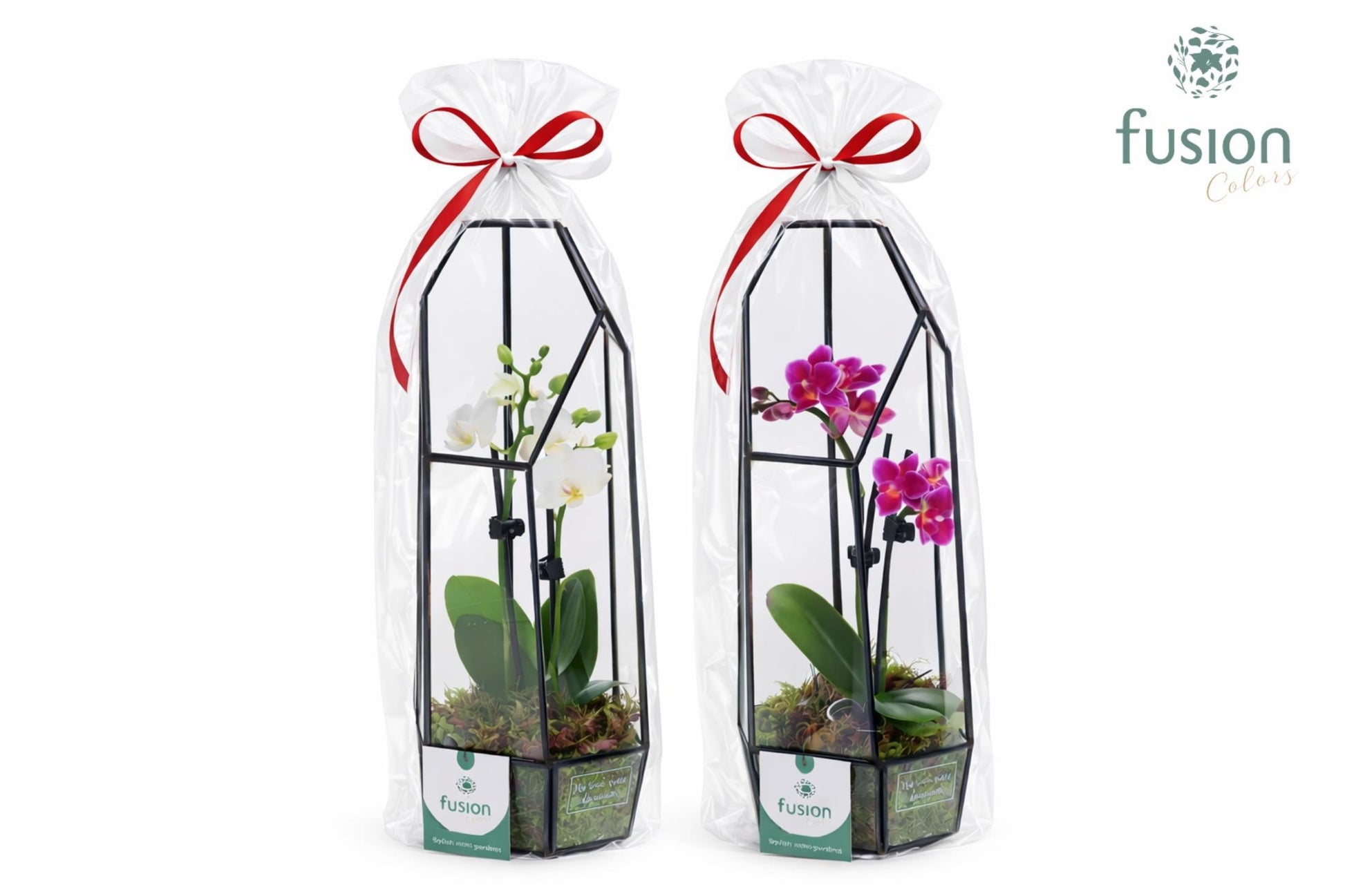Metalen Geometrisch Lantaarn met Phalaenopsis in Klaphoes 35cm 12cm Pot