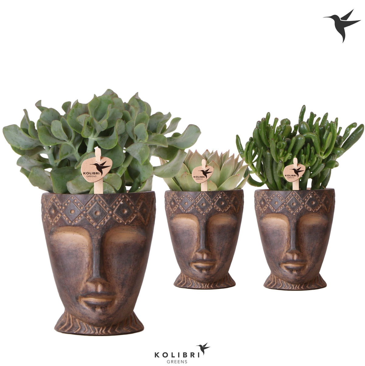 Succulenten mix (+ drp.Totem Mask) 33cm 12cm Pot
