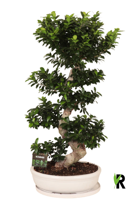 Ficus Ginseng 140cm 60cm Pot