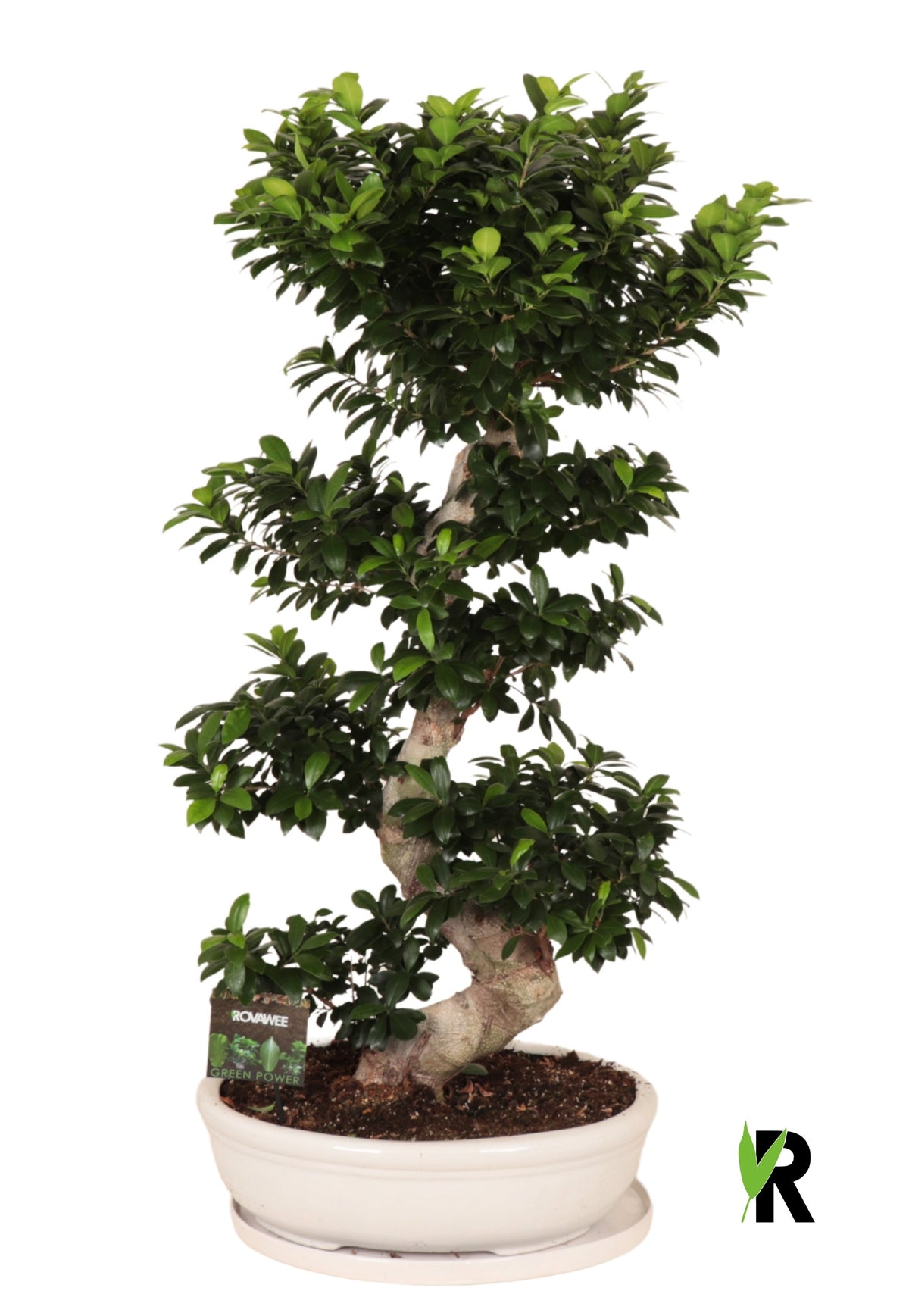 Ficus Ginseng 140cm 60cm Pot