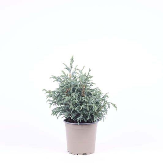 Chamaecyparis Baby Blue 30cm 15cm Pot