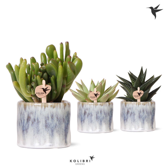 Succulent mix in ceramic 13cm 6cm Pot