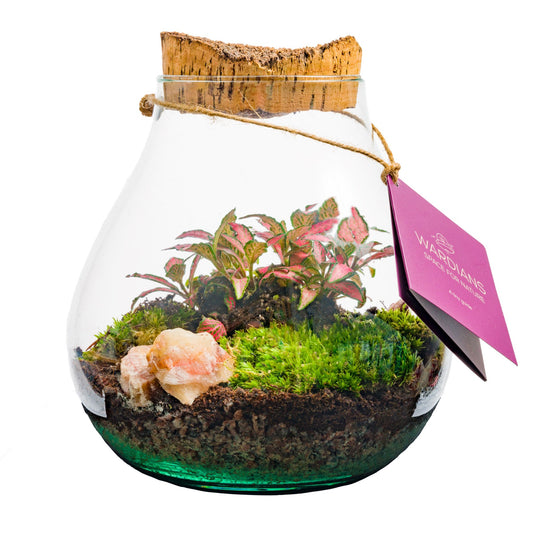 arr. Terrarium 20cm 16cm Pot
