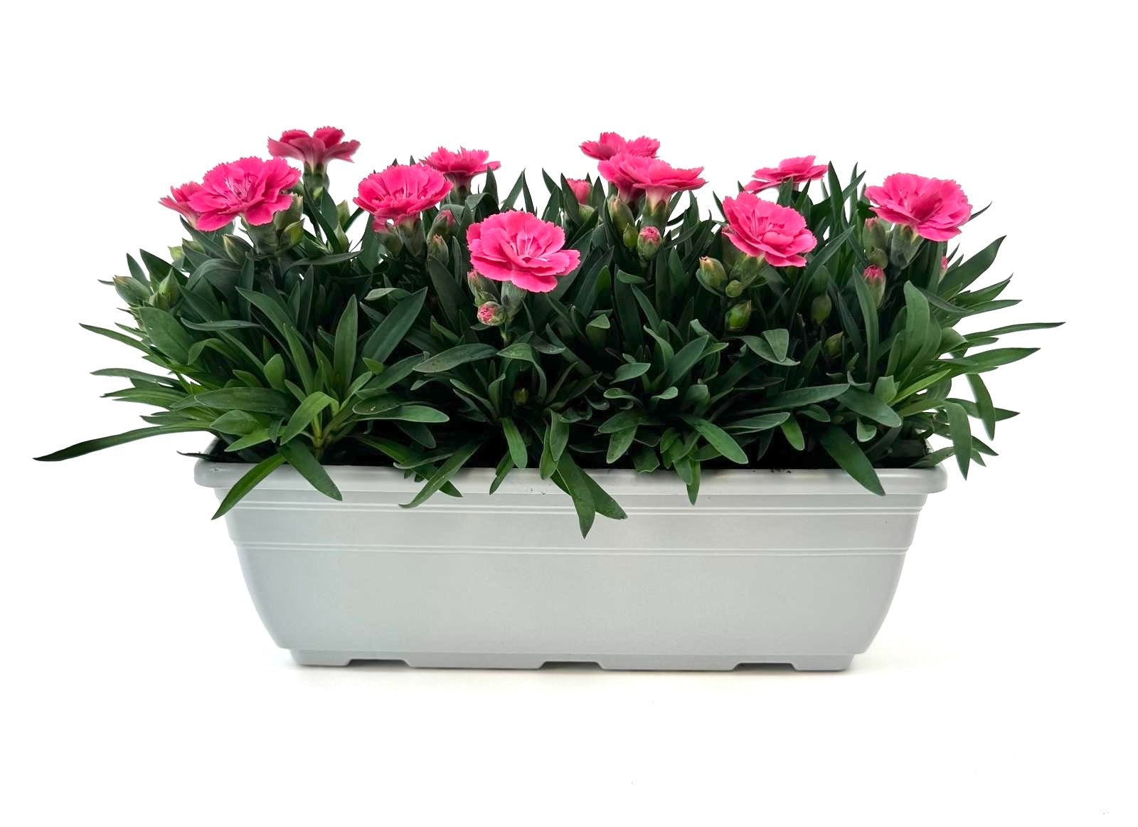 Dianthus Oscar Neon Pink 24cm 27cm Pot