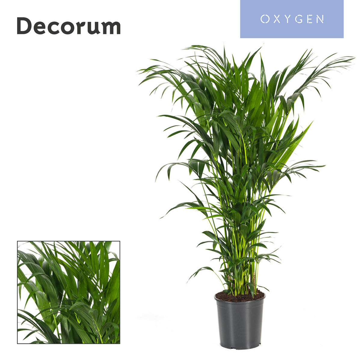 Howea forsteriana 160cm 32cm Pot
