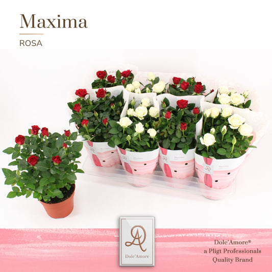 Rosa Amorosa mix 32cm 14cm Pot