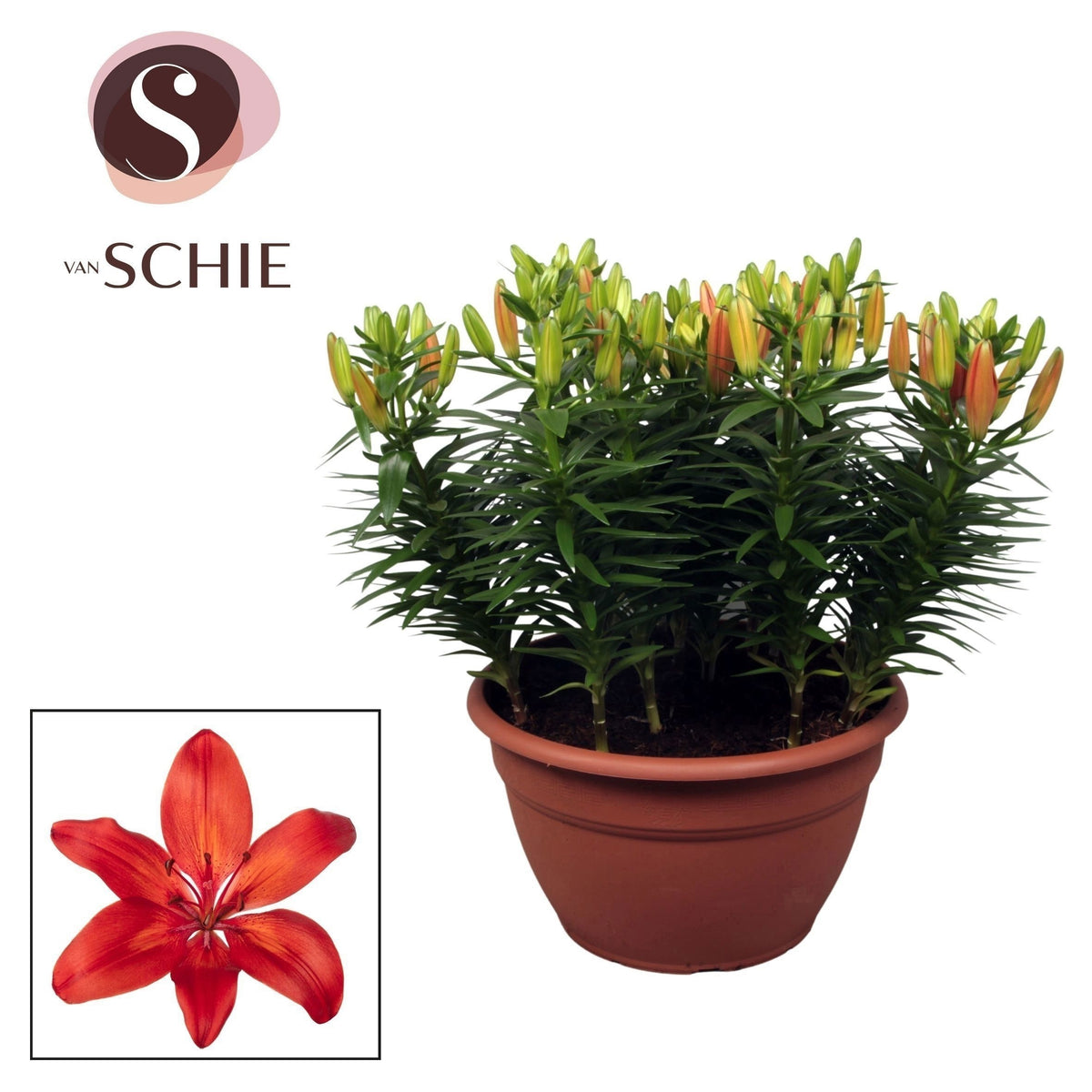 Lilium az. Red Matrix 50cm 35cm Pot