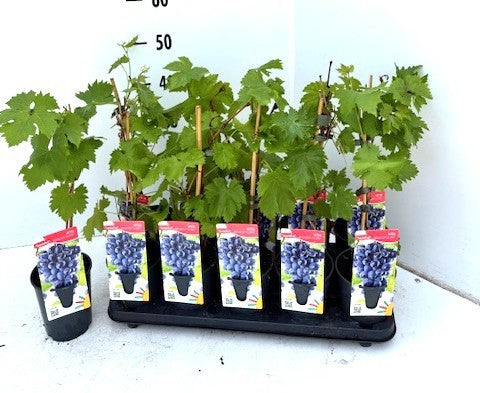 Vitis Boskoop Glory (Black Grape) 50cm 12cm Pot