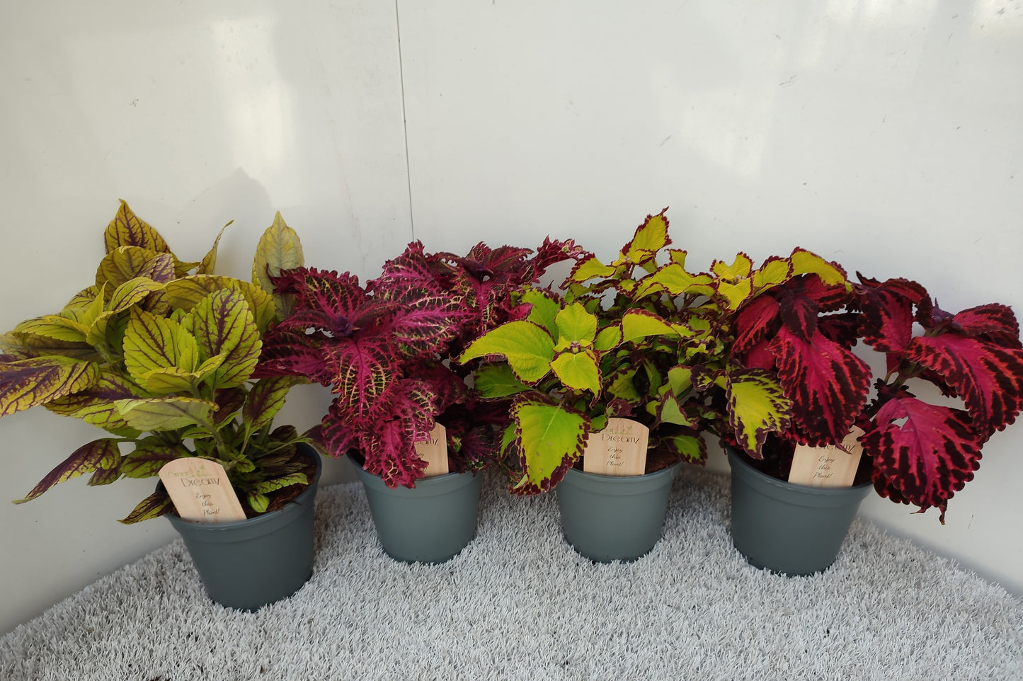 Coleus mix 45cm 17cm Pot