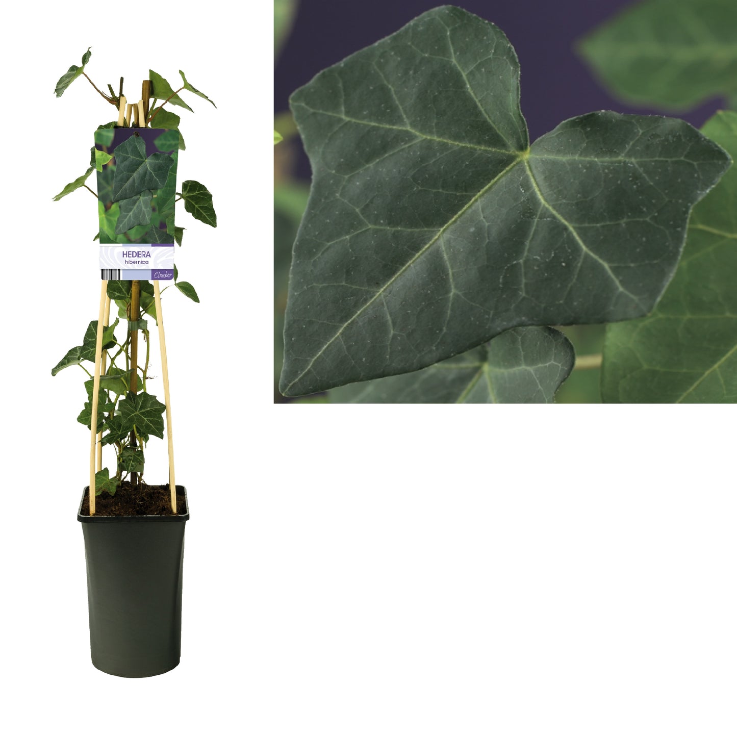 Hedera hibernica 17cm Pot