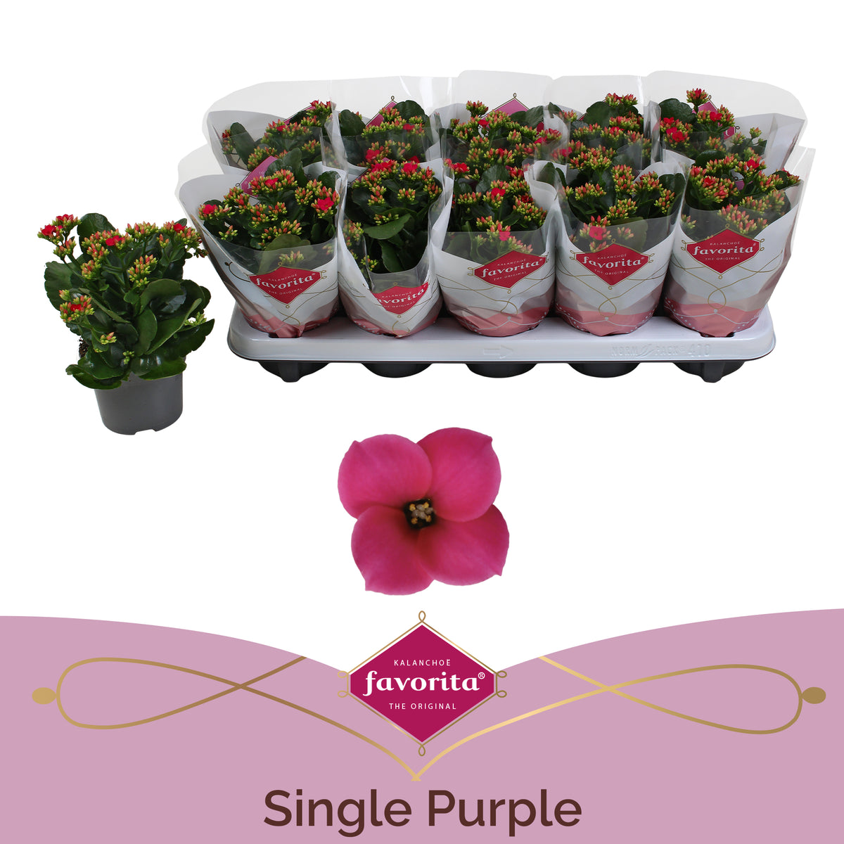 Kalanchoe Thalia Purple 22cm 10.5cm Pot