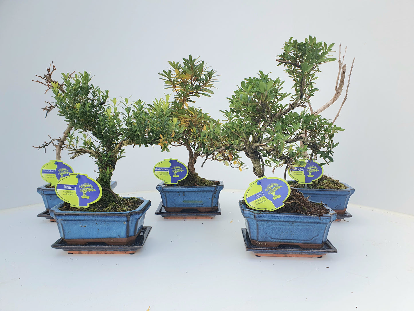 Lodder Bonsai BV Bonsai mix (outdoor) Pack of 8