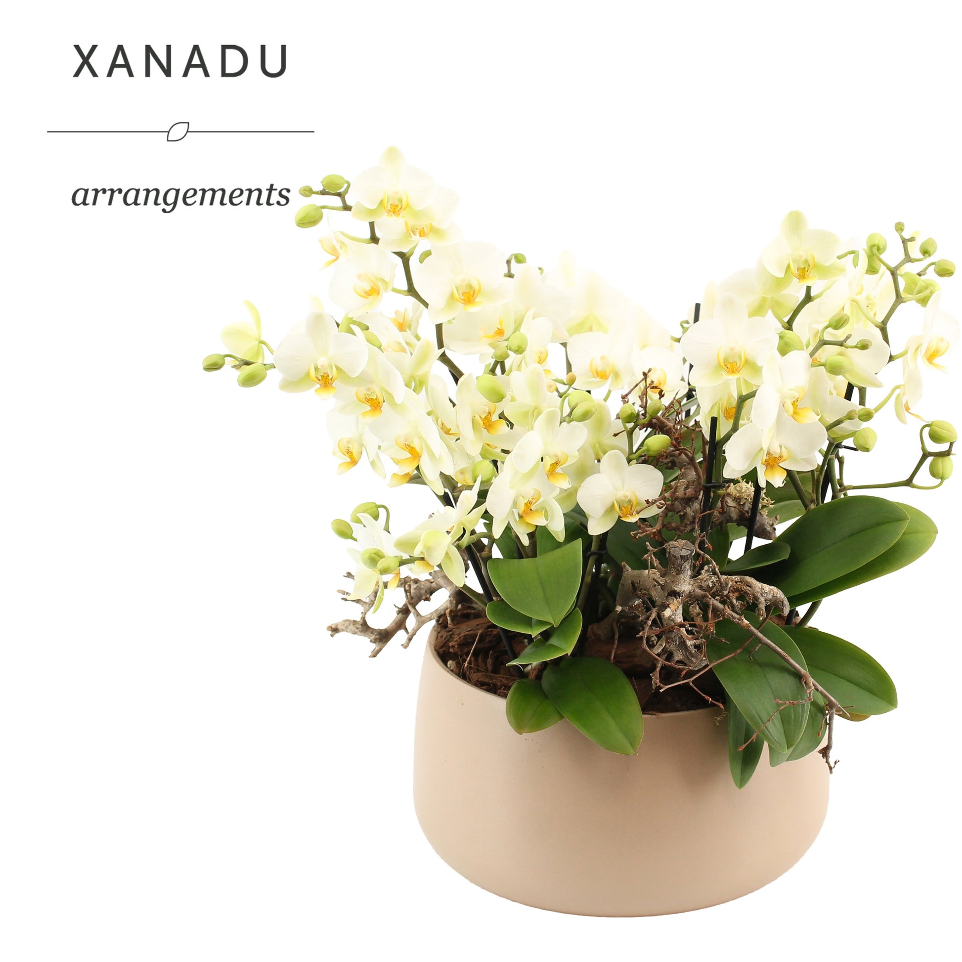 Xanadu Jakarta 30cm 24cm Pot
