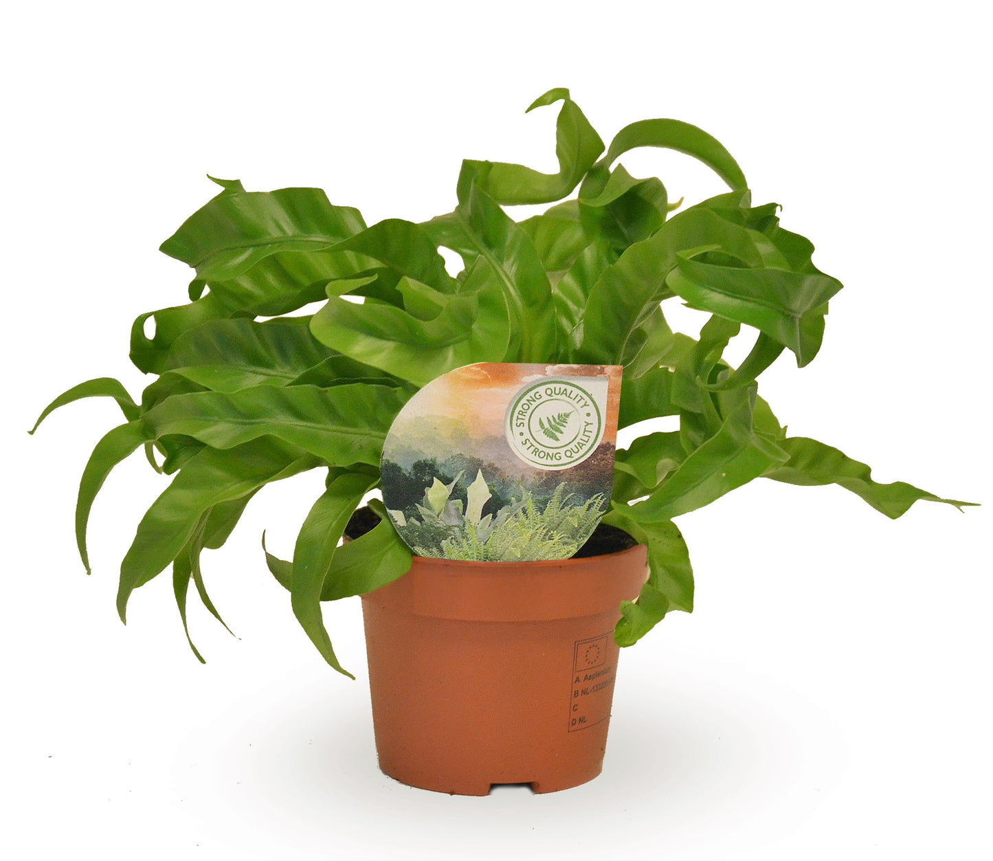Asplenium Hurricane 30cm 12cm Pot
