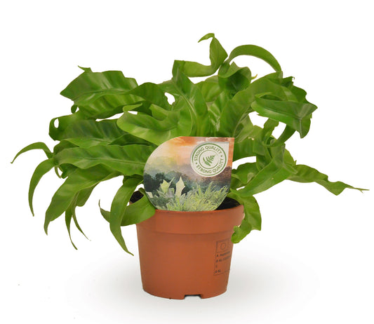Asplenium Hurricane 30cm 12cm Pot