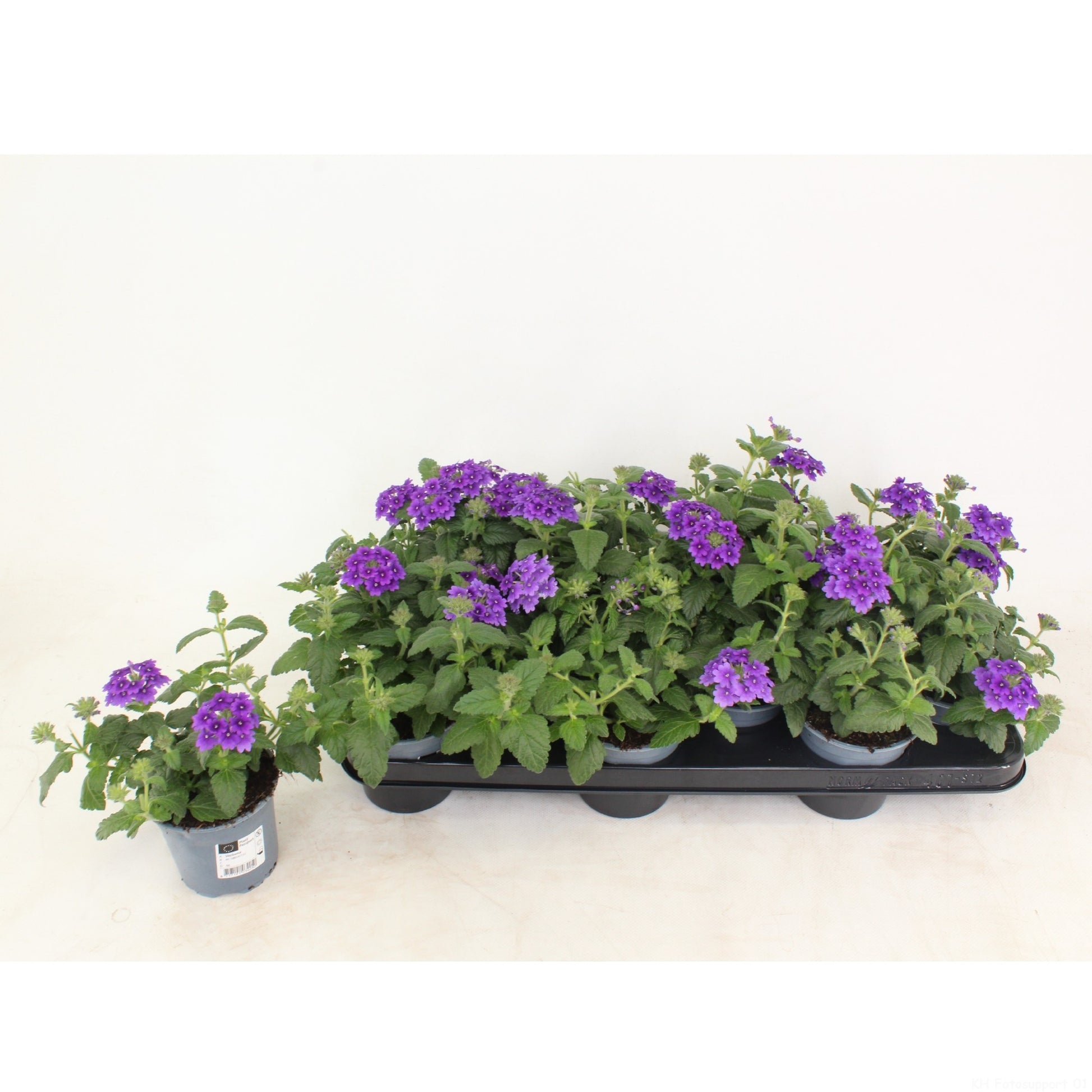 Verbena Magelana Dark Blue 25cm 510cm Pot