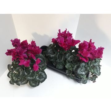 Cyclamen XL 30cm 13cm Pot