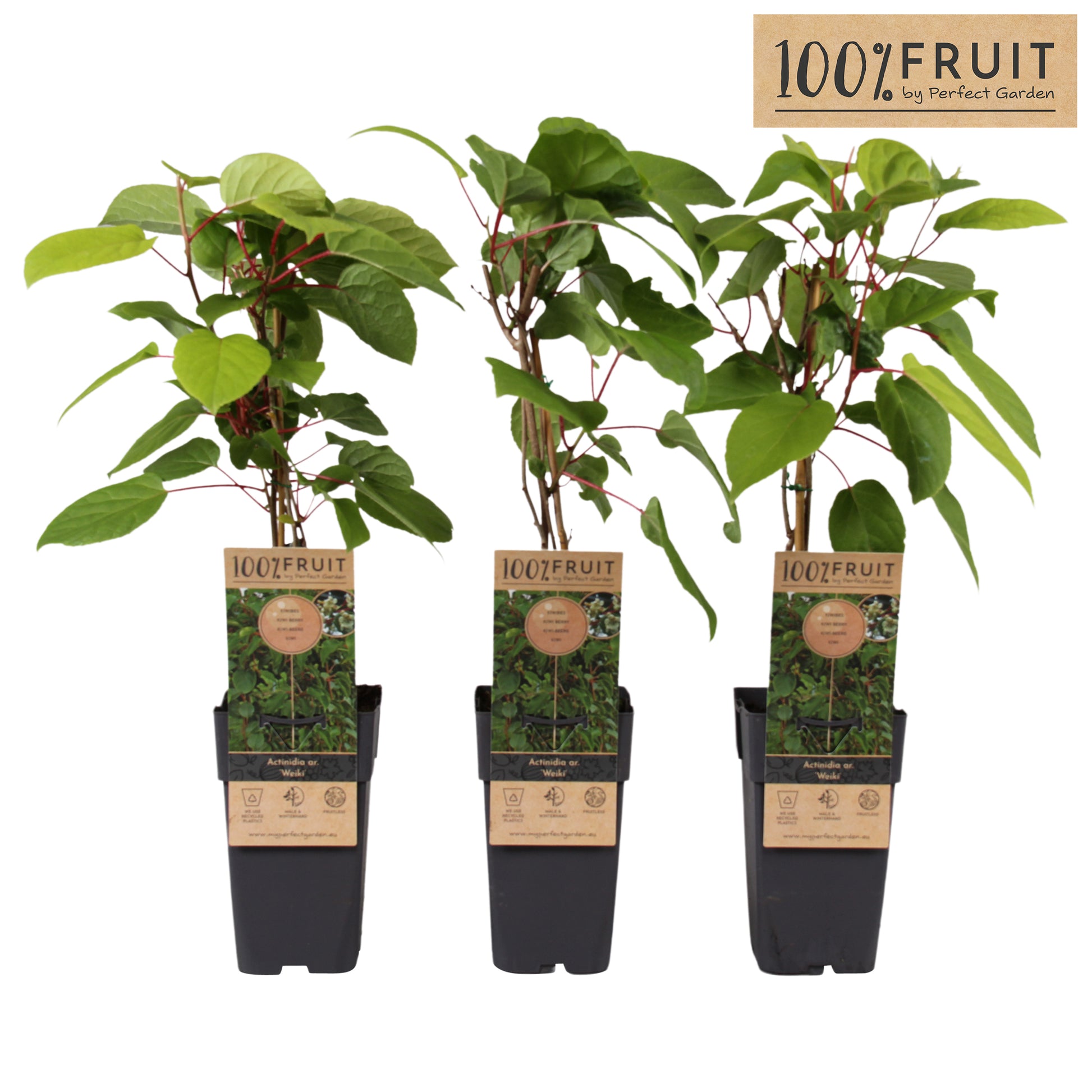 Actinidia arguta 65cm 15cm Pot