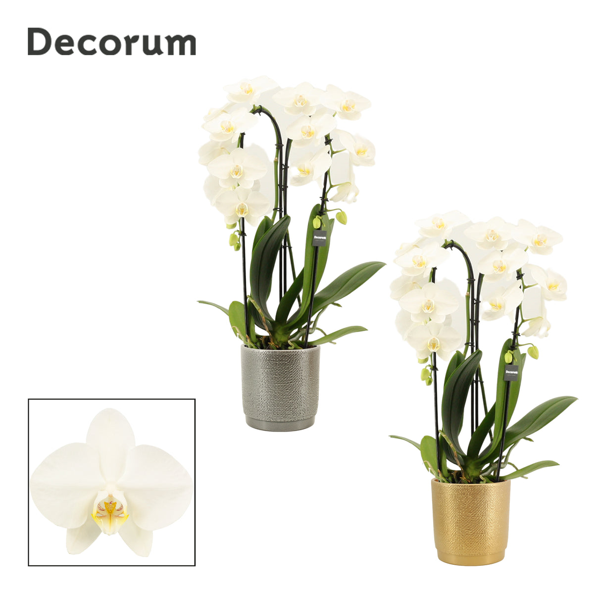 Phalaenopsis white 55cm 12cm Pot