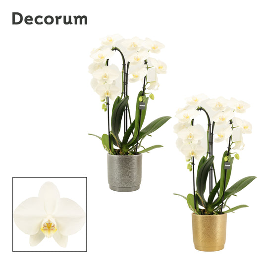 Phalaenopsis white 55cm 12cm Pot